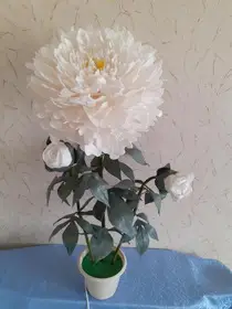 Пион в кашпо