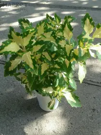 Колеус цветы