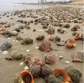 Анапское взморье